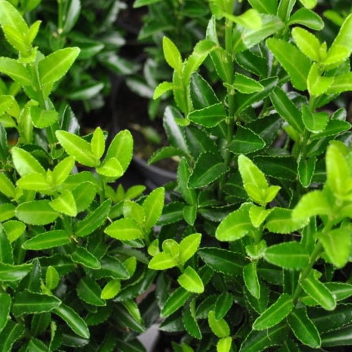 Japansk benved – Euonymus japonicus 'Green Spire' - 20-30 CM bare root 0/1/2