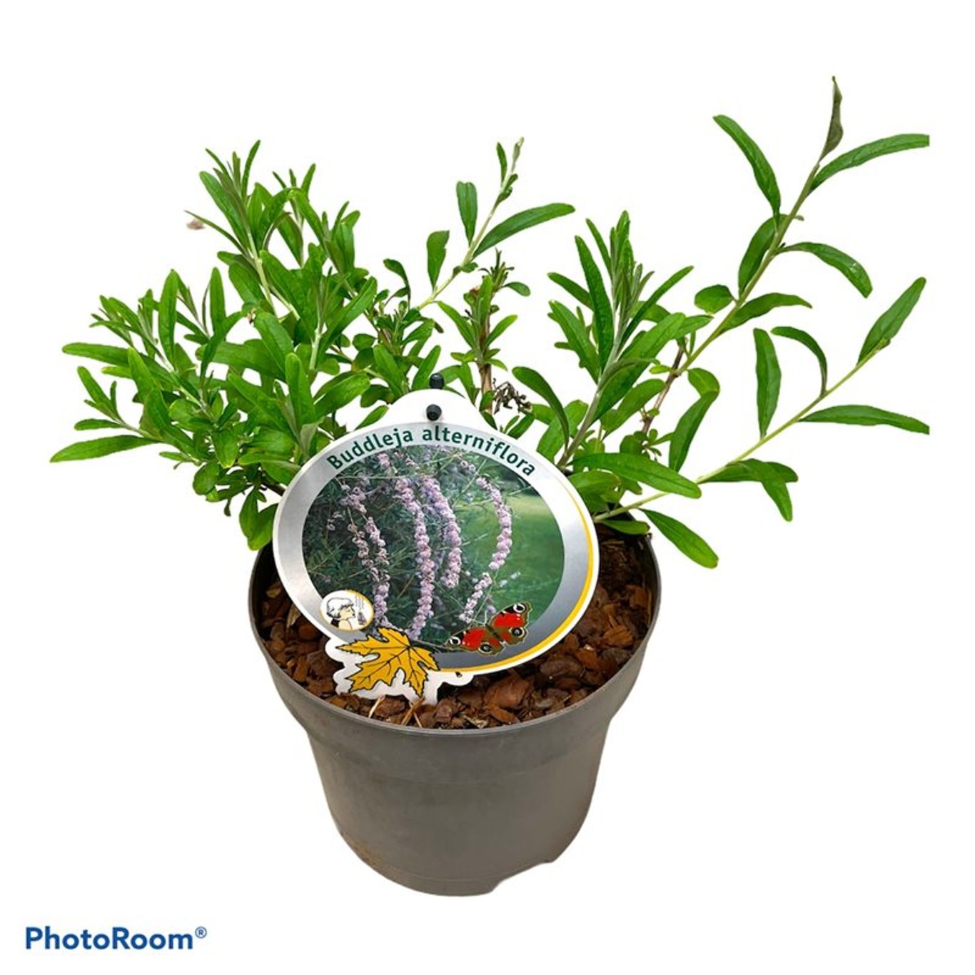 Sommarlilja – Buddleja alternifolia - C3