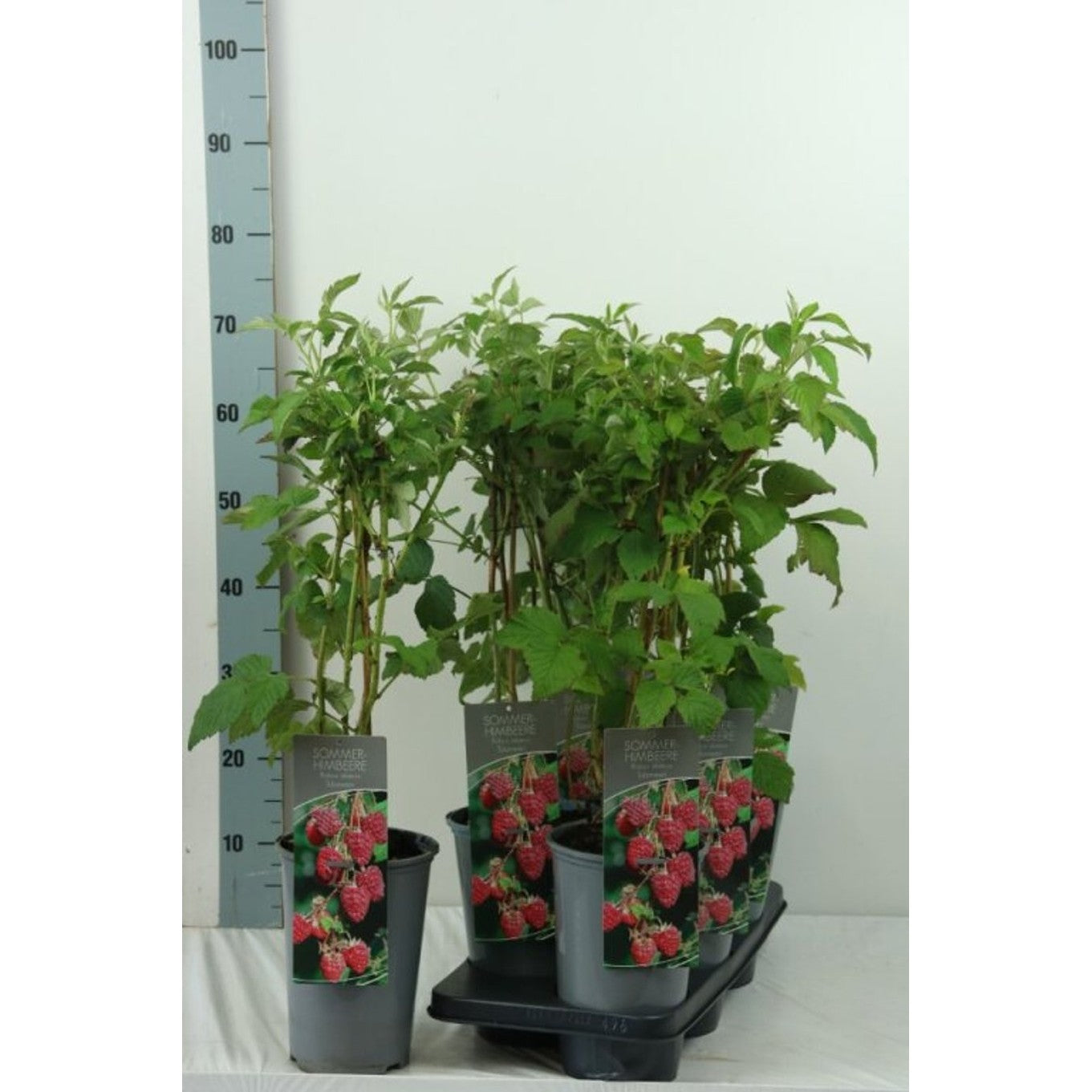 Hallon – Rubus idaeus 'Tulameen' - C3 40-60 CM