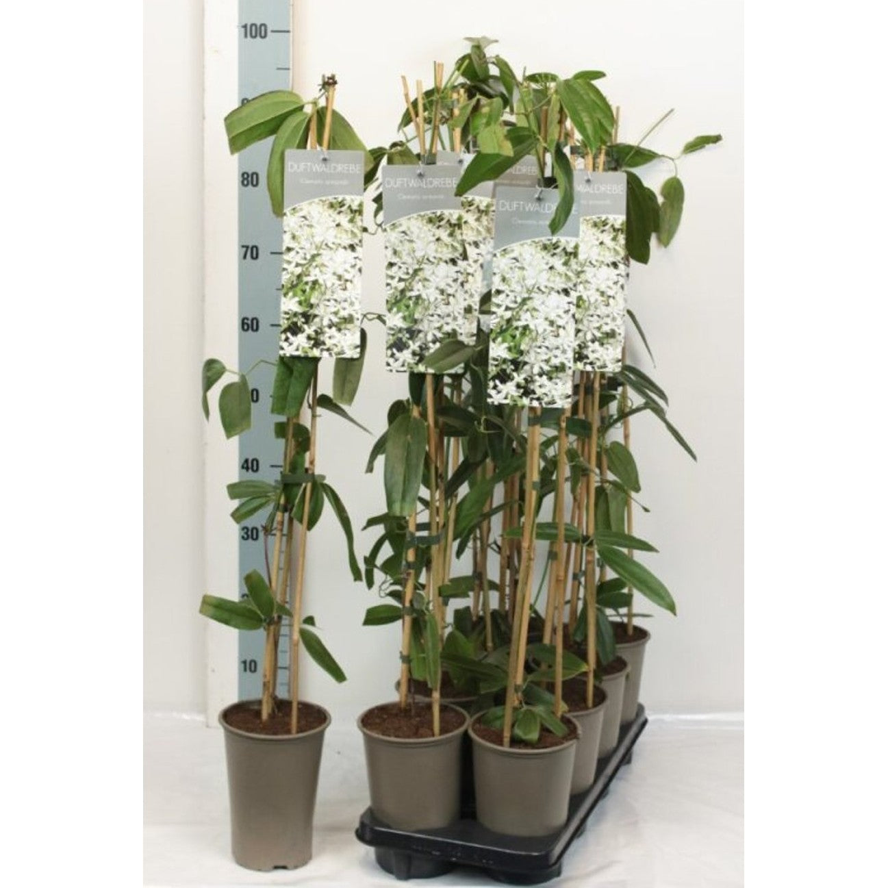 Klematis – Clematis armandii - C2 60-80 CM Stick