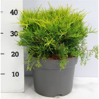 Pfitzer-en – Juniperus pfitzeriana 'Old Gold' - C7.5 40-50 cm.