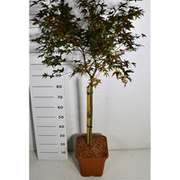 Japansk lönn – Acer palmatum 'Beni-maiko' - C15 60 cm. Stam