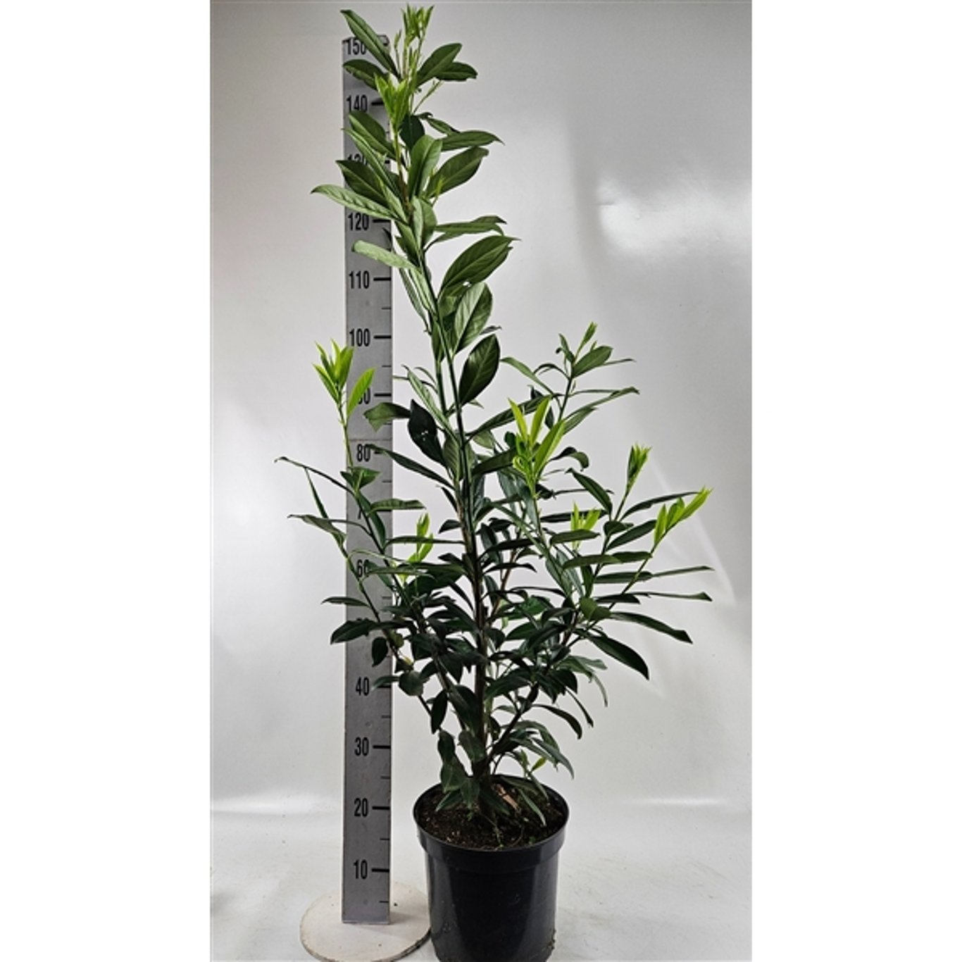 Lagerkörsbär – Prunus laurocerasus 'Caucasica' - C7,5 100-125 CM