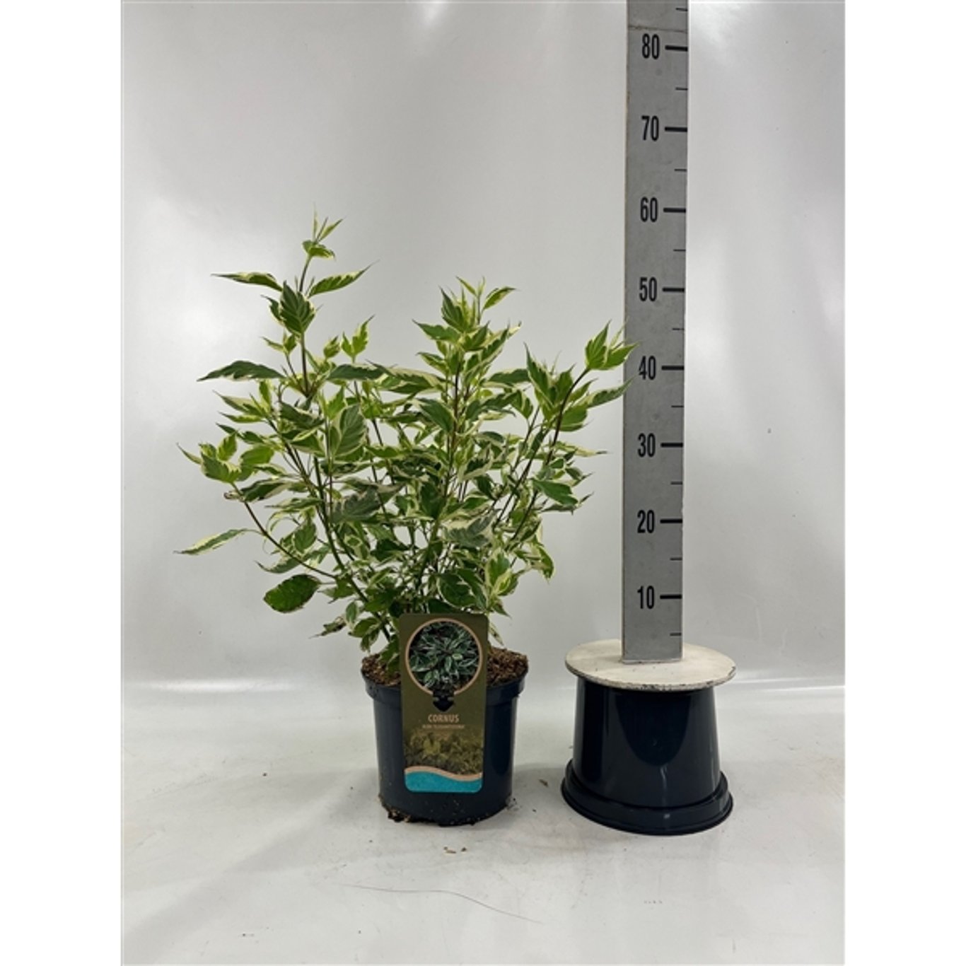 Kornell – Cornus alba 'Elegantissima' - C5 60-80 CM