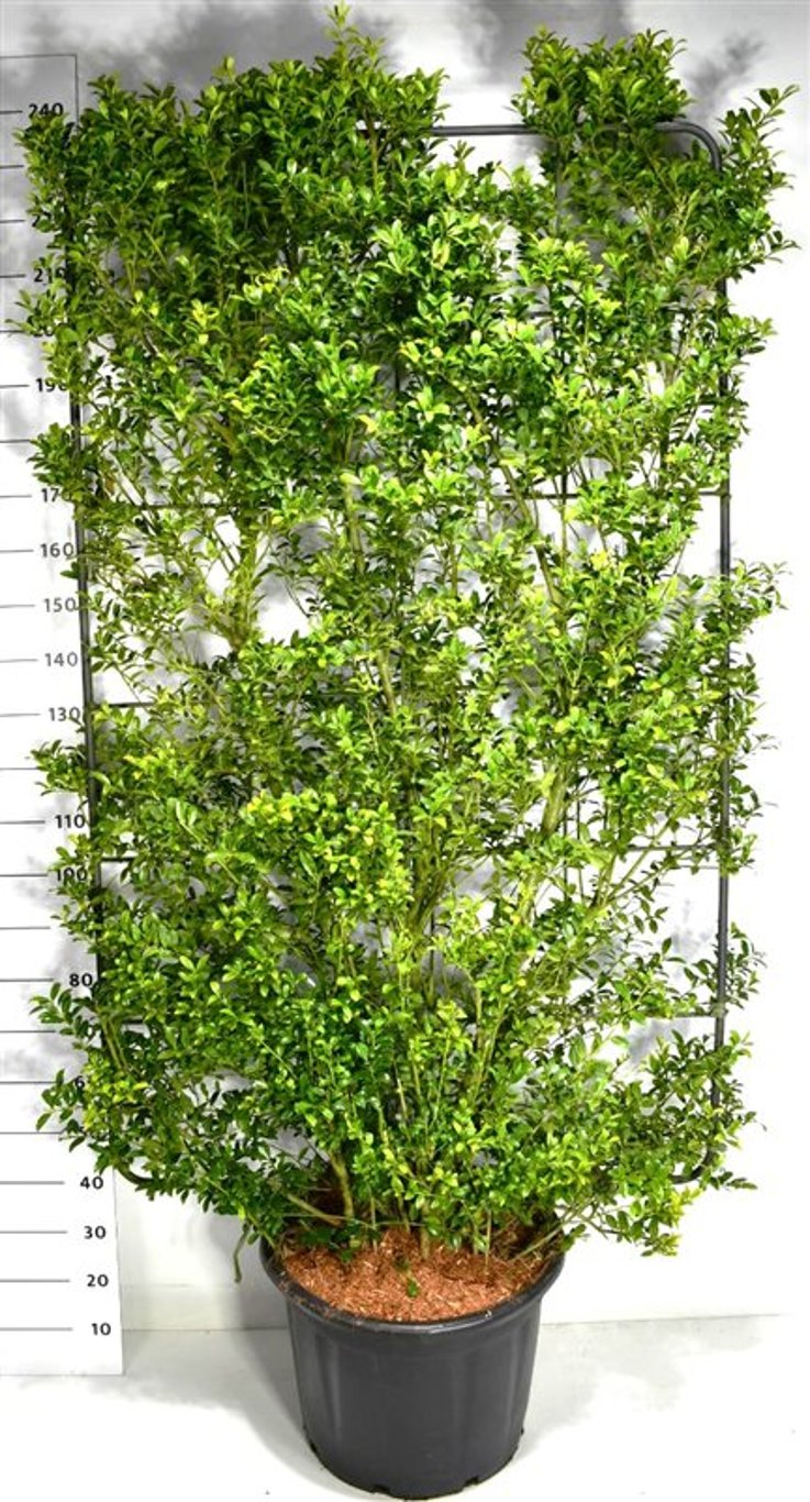 Ilex maximowicziana kanehirae - C60 200 cm. Scherm
