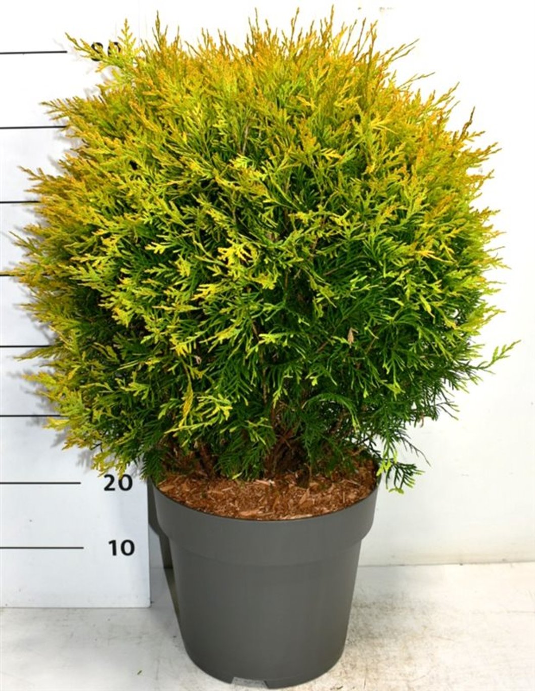 Thuja – Thuja occidentalis 'Golden Globe' - C12 60-70 cm.