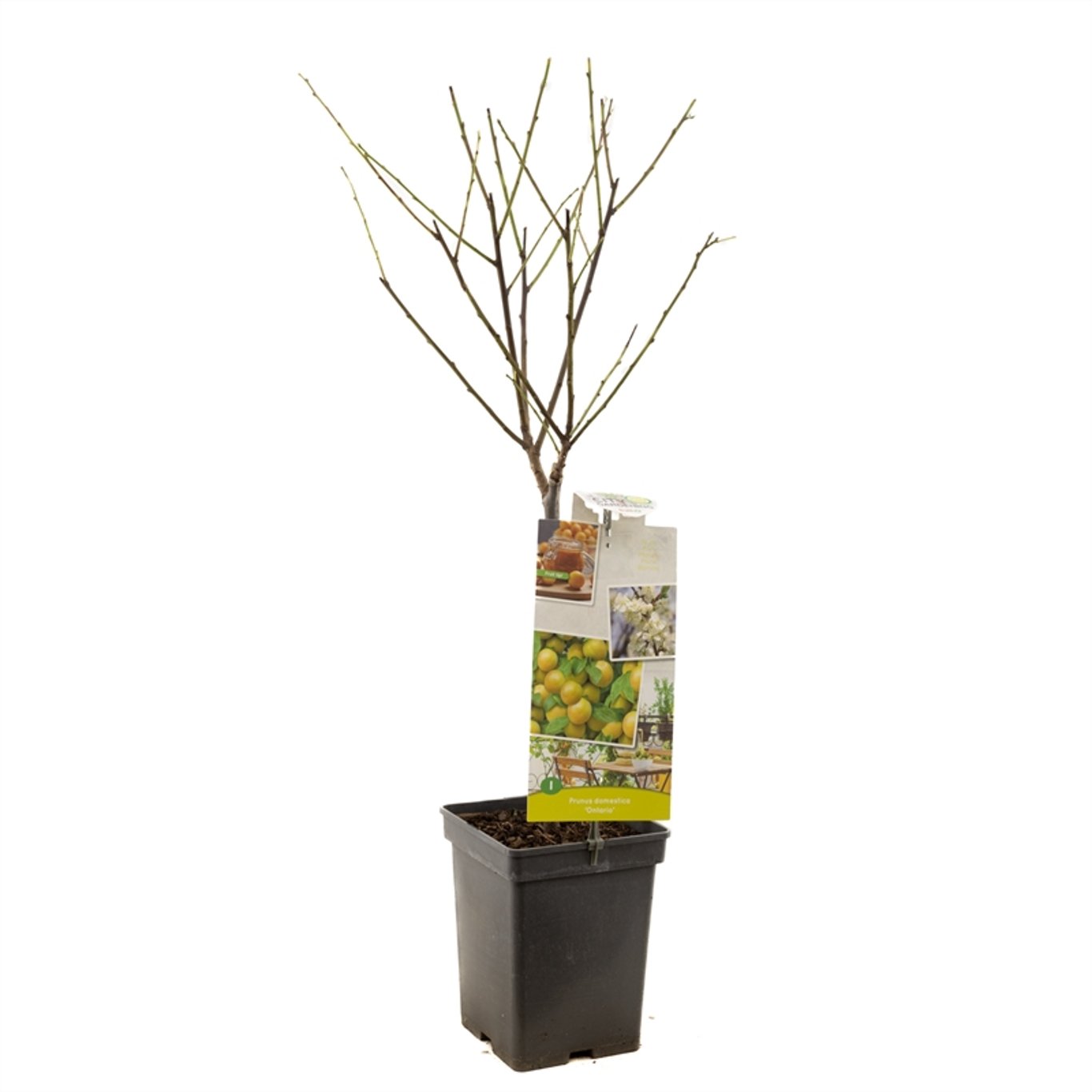 Plommon – Prunus domestica 'Ontario' - C5 60-80 CM Patio