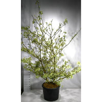 Pagodkornell – Cornus controversa 'Variegata' - C130 200-250 cm. Sol