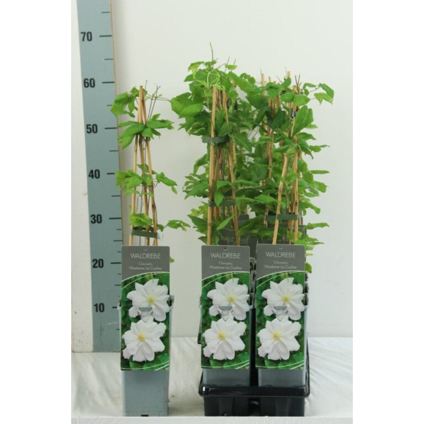 Klematis – Clematis 'Madame Le Coultre' - C2 50-60 CM 3 Stick