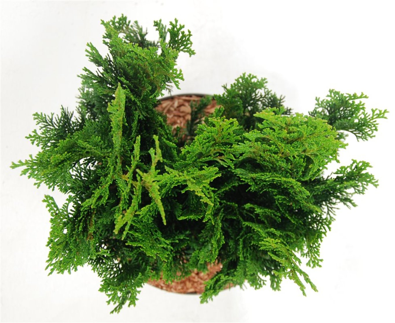Ädelcypress – Chamaecyparis obtusa &