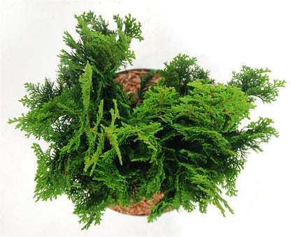 Ädelcypress – Chamaecyparis obtusa &