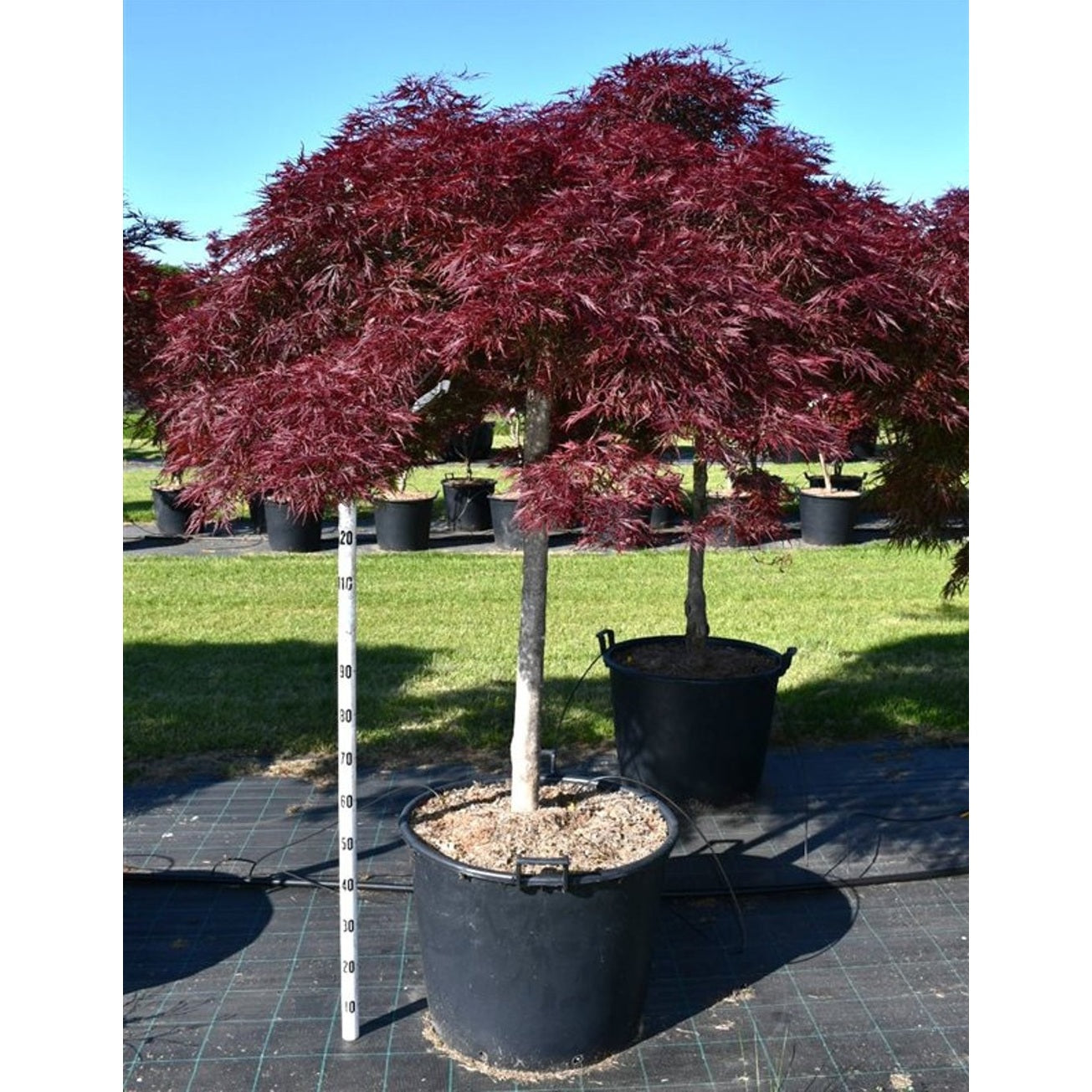 Japansk lönn – Acer palmatum 'Stella Rossa' - C130 100-120 cm. Stam