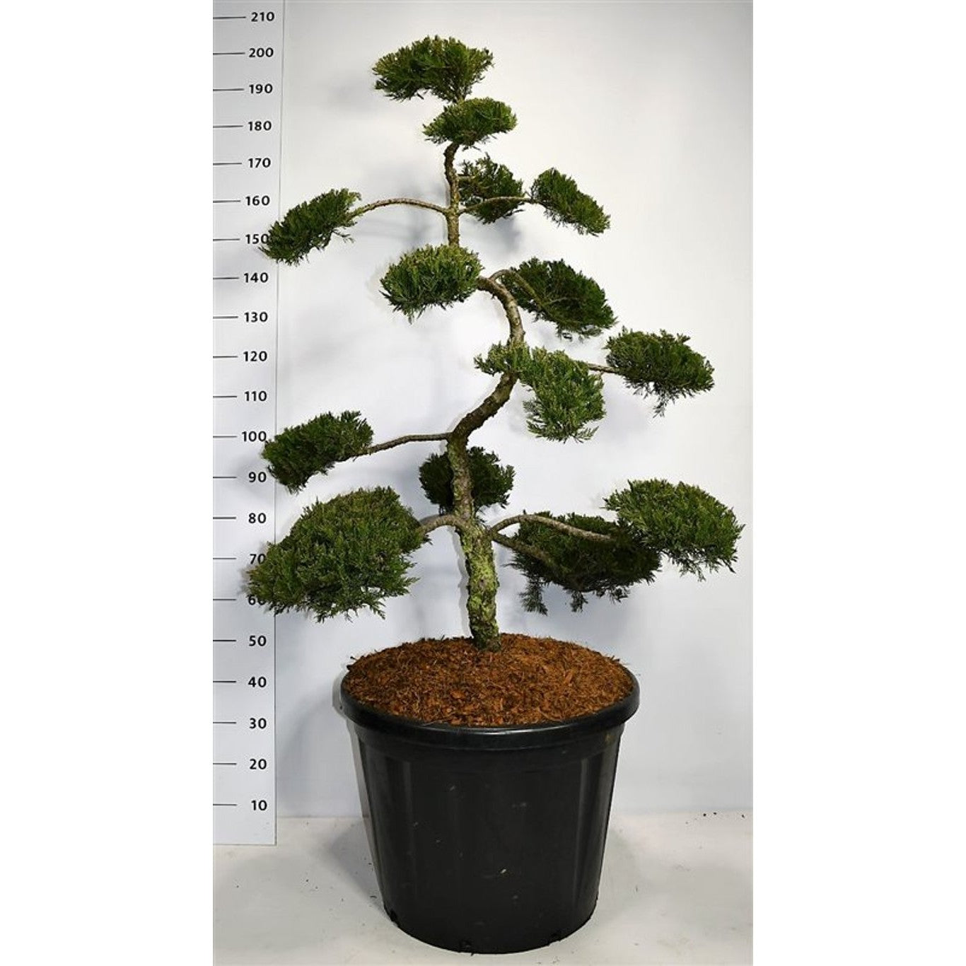 Sabina-en – Juniperus sabina 'Rockery Gem' - 125-150 CM Bonsai Cont.