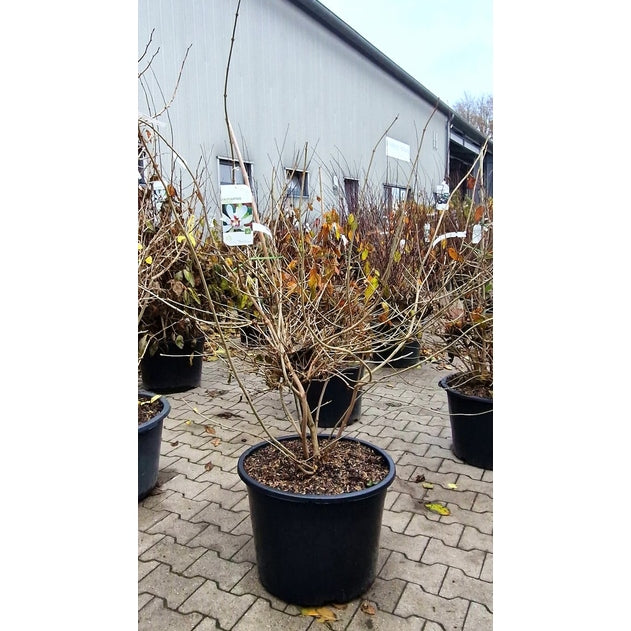 Kryddbuske – Calycanthus 'Venus' - 100-125 CM WRB