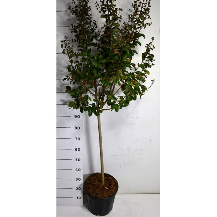 Kreppmyrten – Lagerstroemia indica 'Pink Velour' - C15 80 cm. Stam