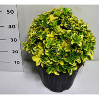 Japansk benved – Euonymus japonicus 'Aureus' - C15 30-40 cm. Bol