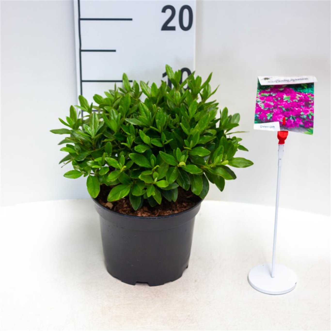 Rhododendron – Rhododendron (AJ); 'Königstein' - C2 20-25 CM