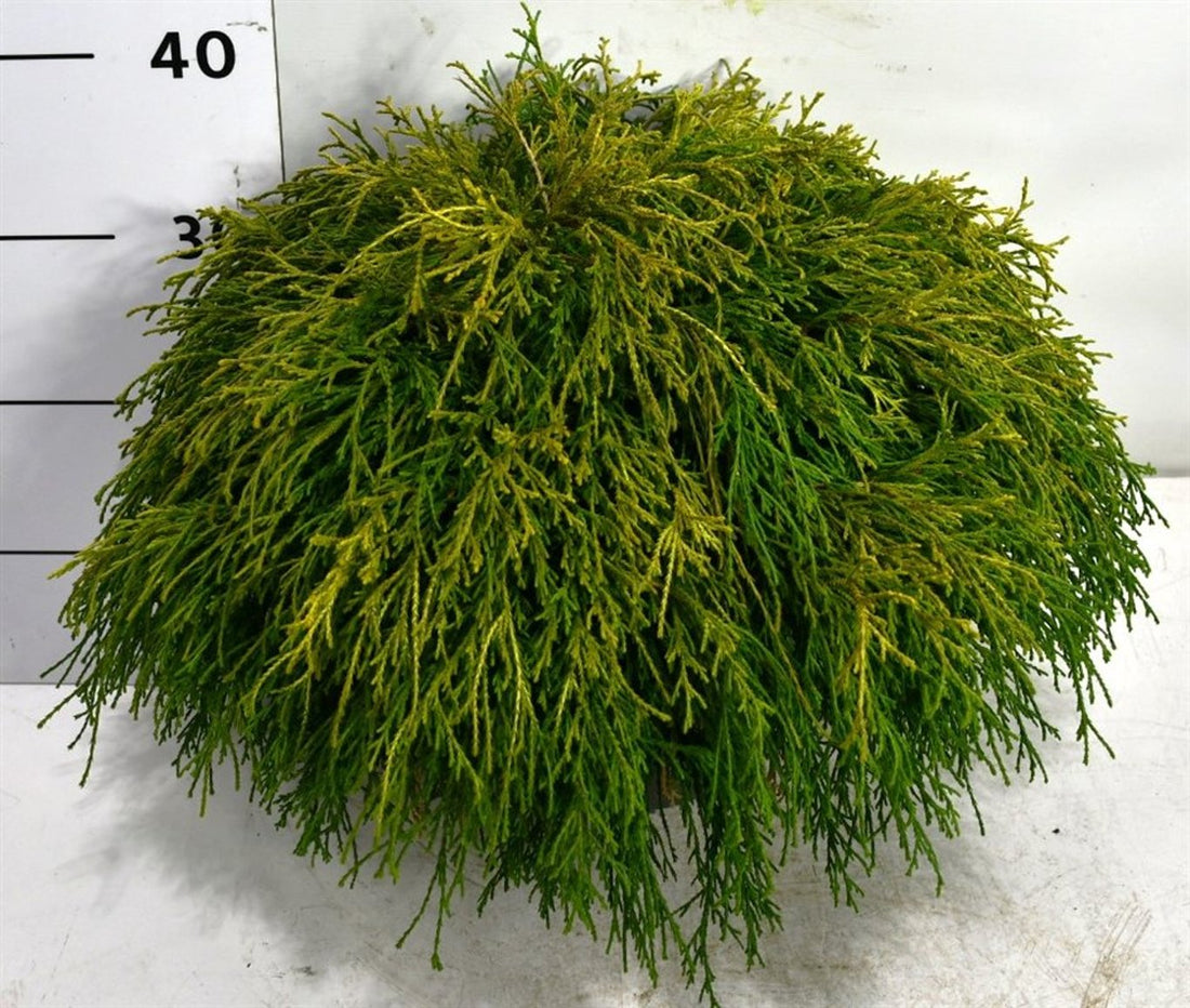 Ädelcypress – Chamaecyparis pisifera &