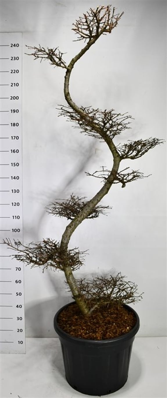 Japansk lärk – Larix kaempferi - C90 175-200 cm. Bonsai