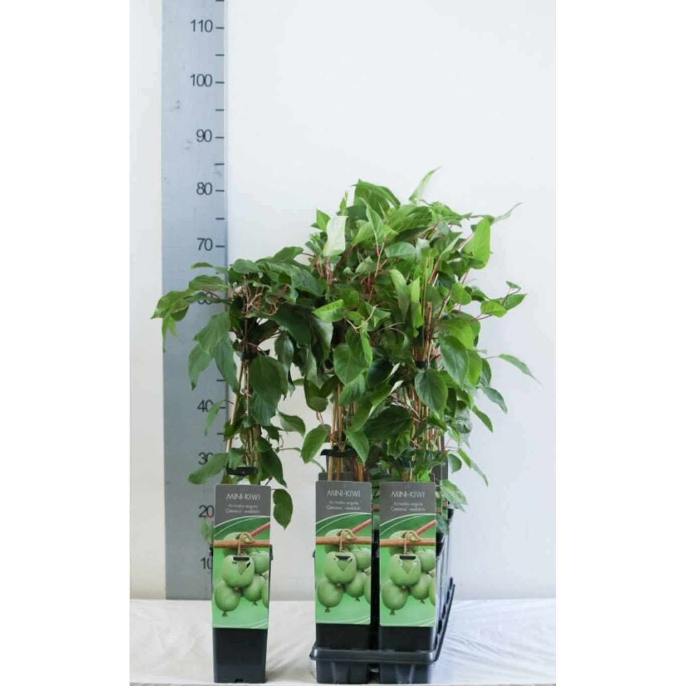 Minikiwi – Actinidia a. 'Geneva' - C2 50-60 CM 3 Stick