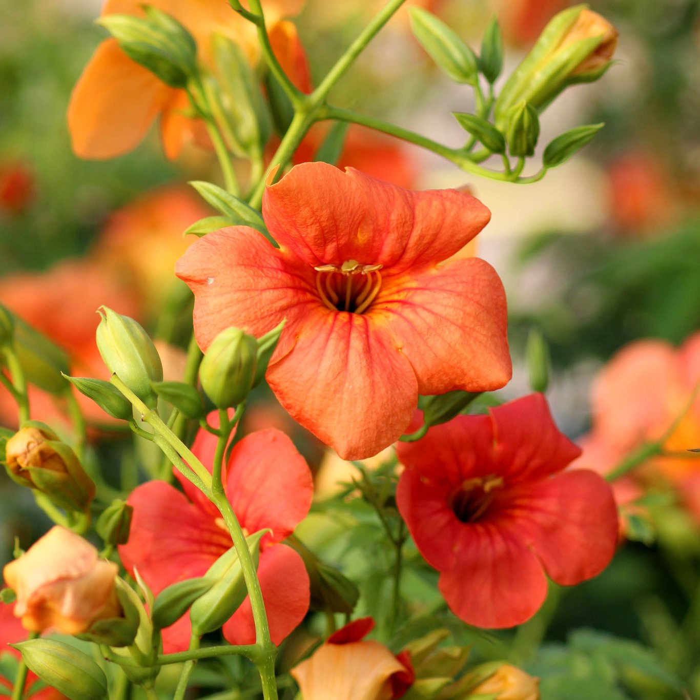 Trumpetranka – Campsis grandiflora - C2 50-60 CM 3 Stick