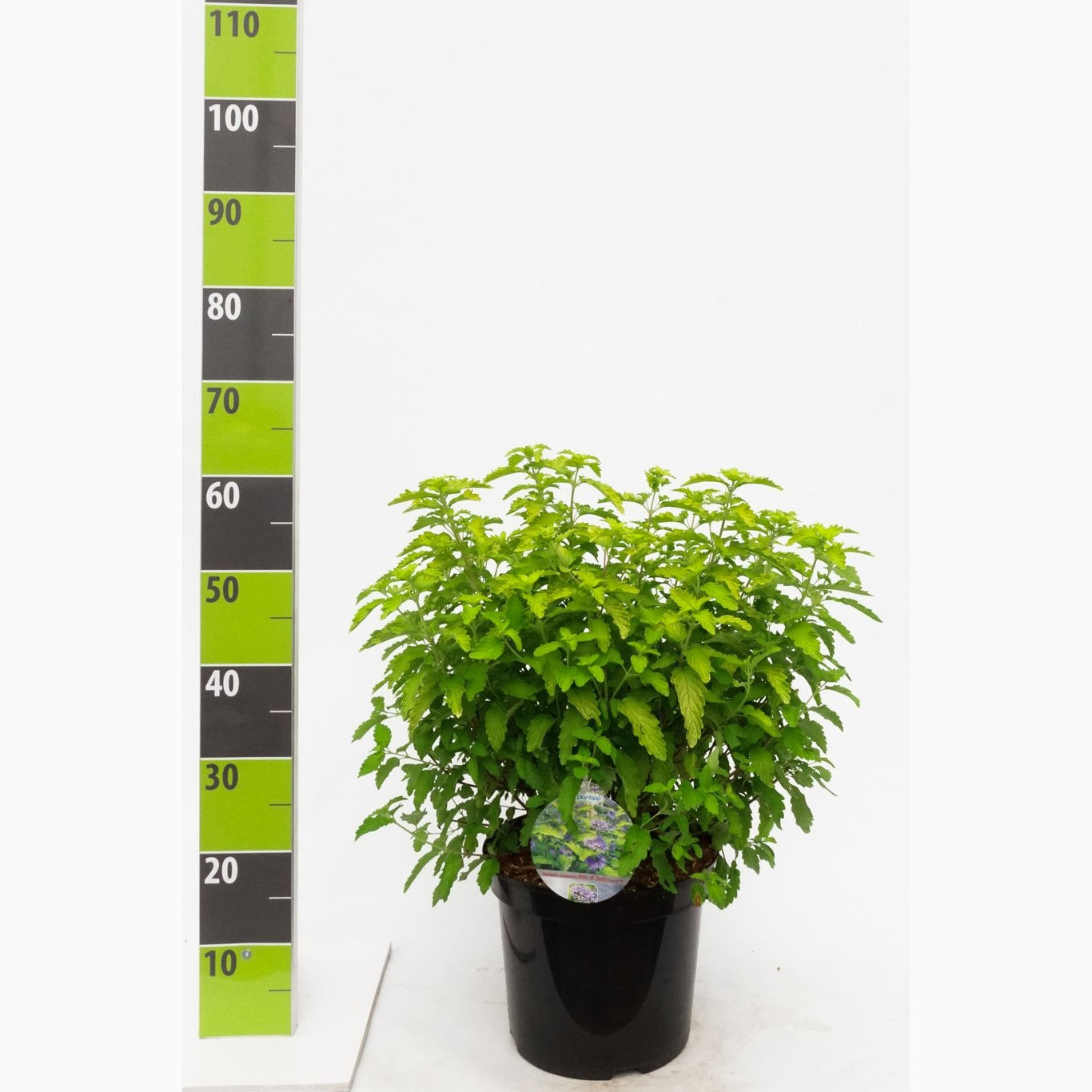 Blåspirea – Caryopteris clandonensis 'Hint of Gold' - C4,6 30-40 CM