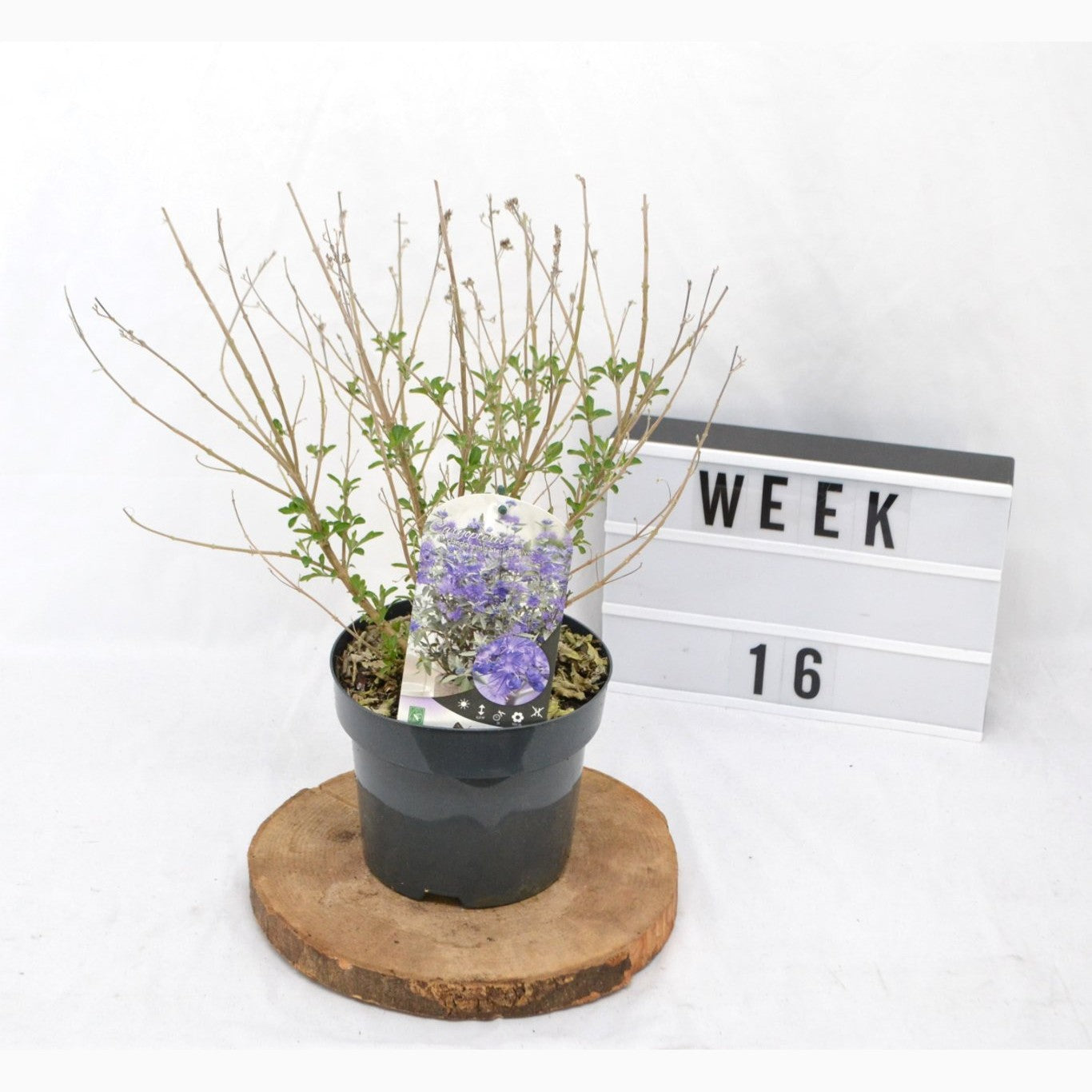 Blåspirea – Caryopteris clandonensis 'Sterling Silver' - C3 20-40 CM