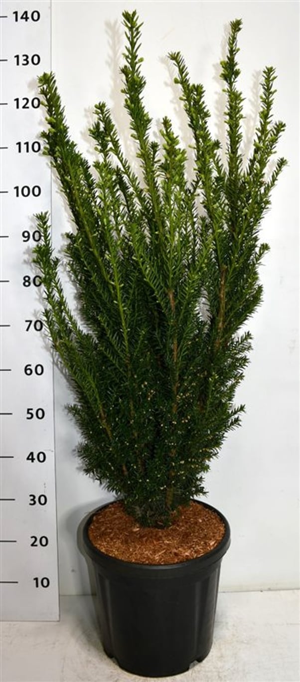 Hybrididegran – Taxus media &