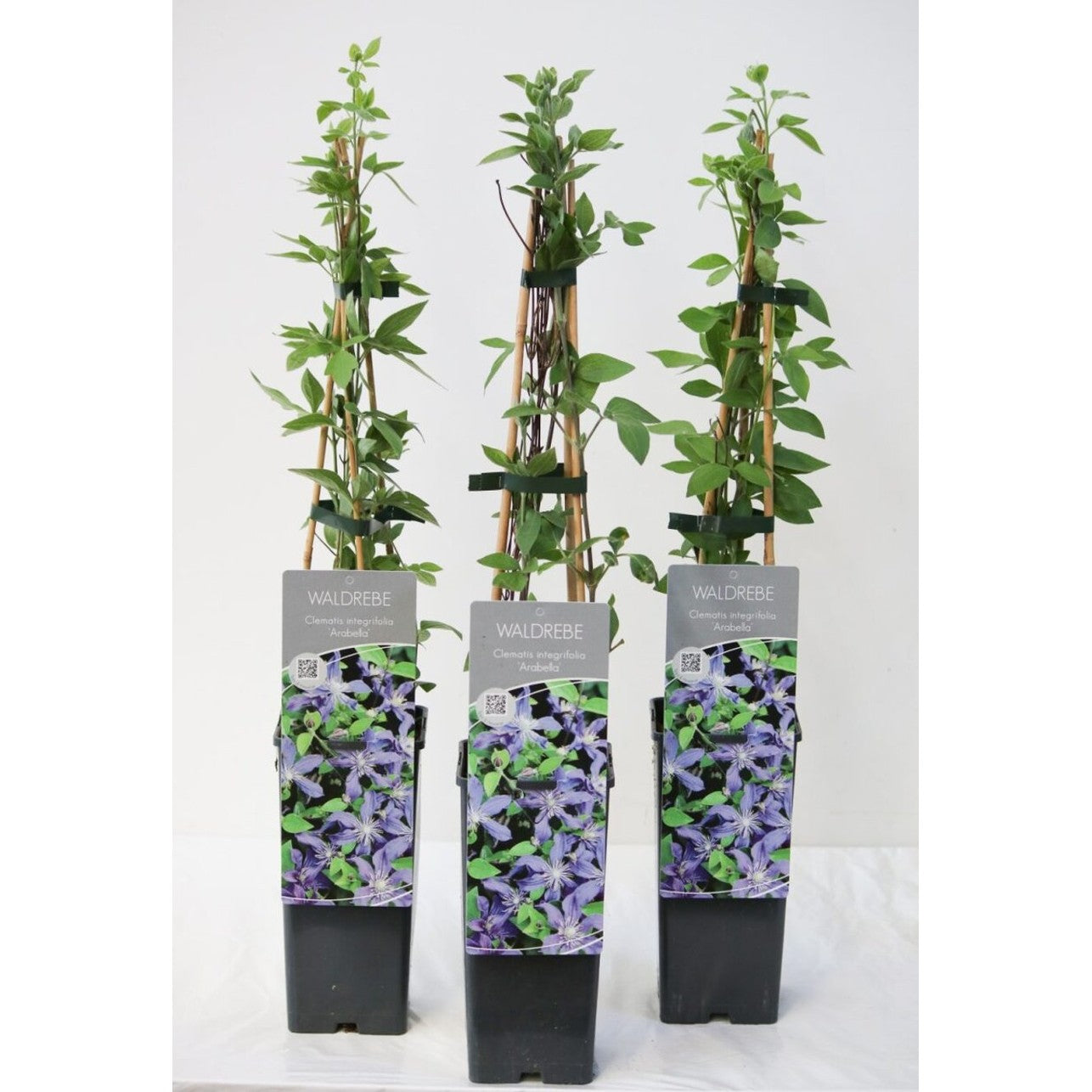 Klematis – Clematis 'Arabella' - C2 50-60 CM 3 Stick