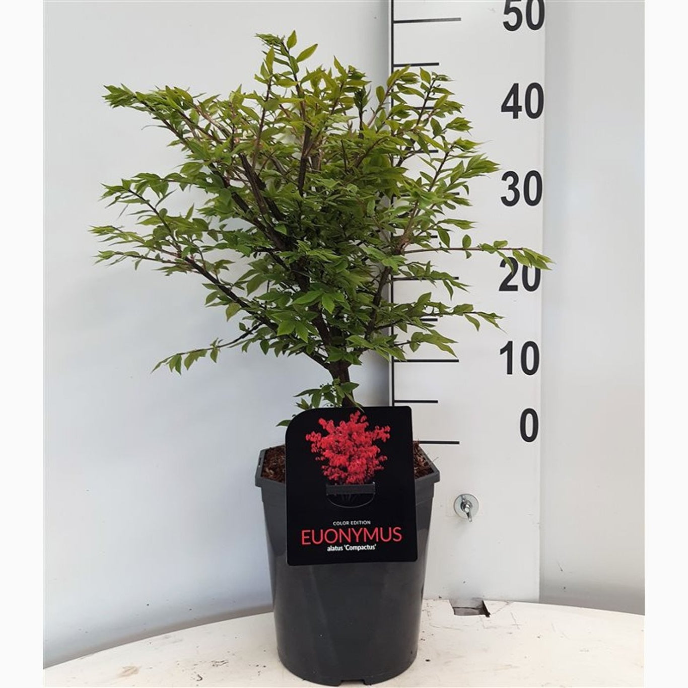 Vingbenved – Euonymus alatus 'Compactus' - C5 40-50 CM