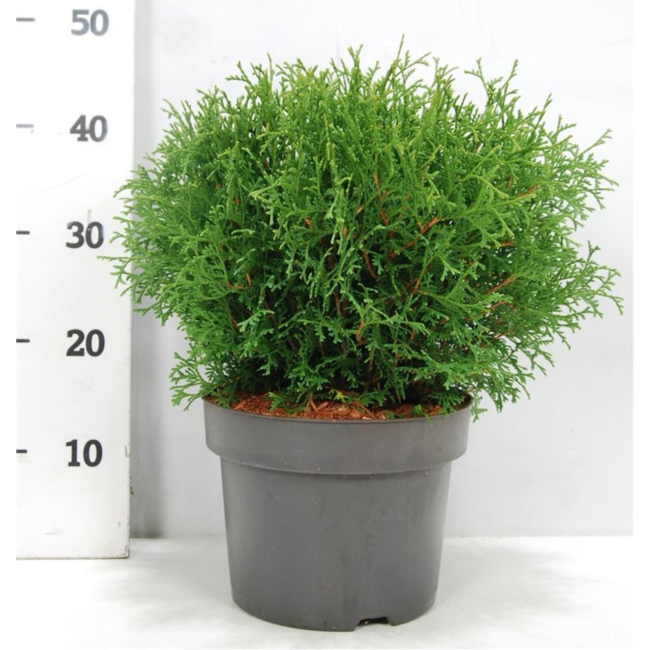 Thuja – Thuja occidentalis &