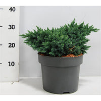 Himalaya-en – Juniperus squamata 'Blue Star' - C5 25-30 cm.