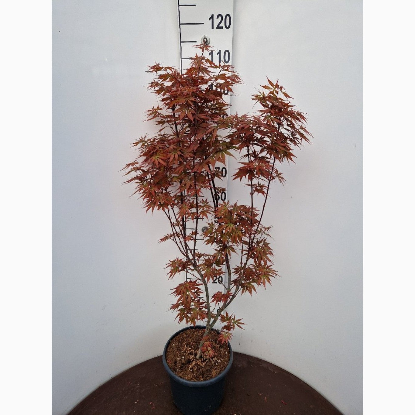 Japansk lönn – Acer pal. 'Skeeter's Broom' - C10 80-100 CM