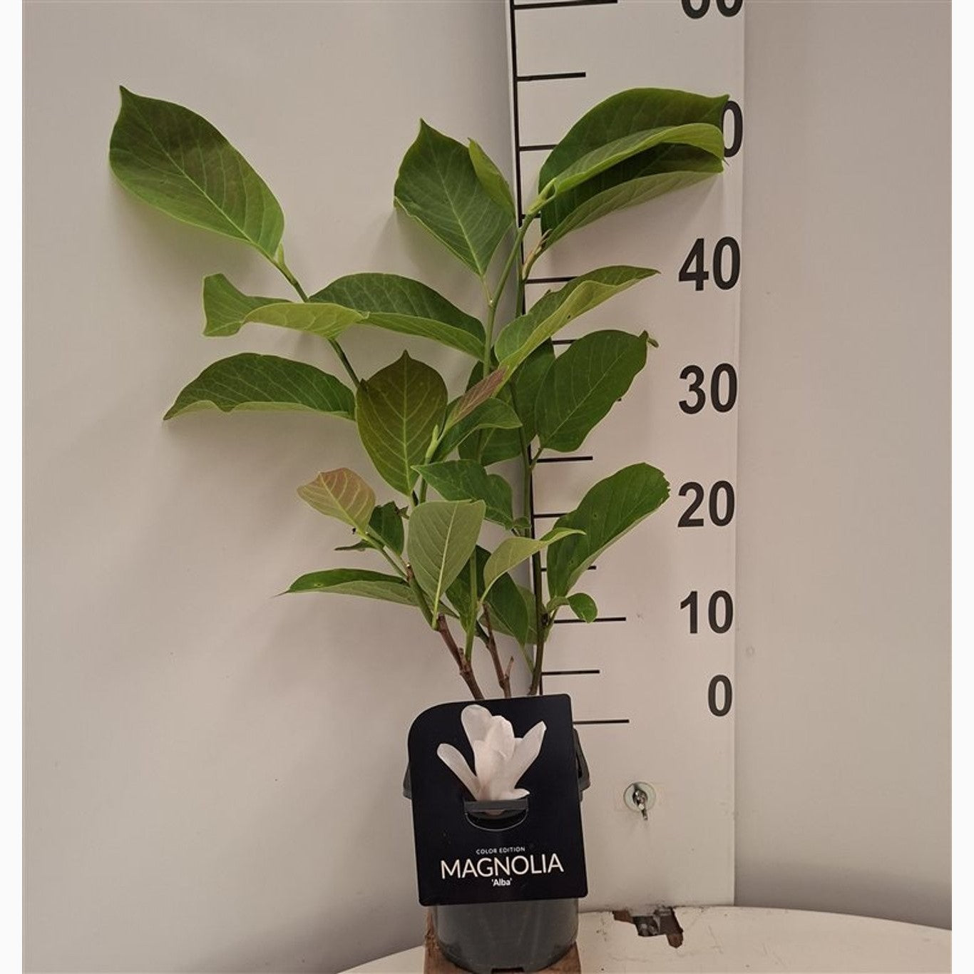 Magnolia – Magnolia 'Albatross' - C2 40-50 CM