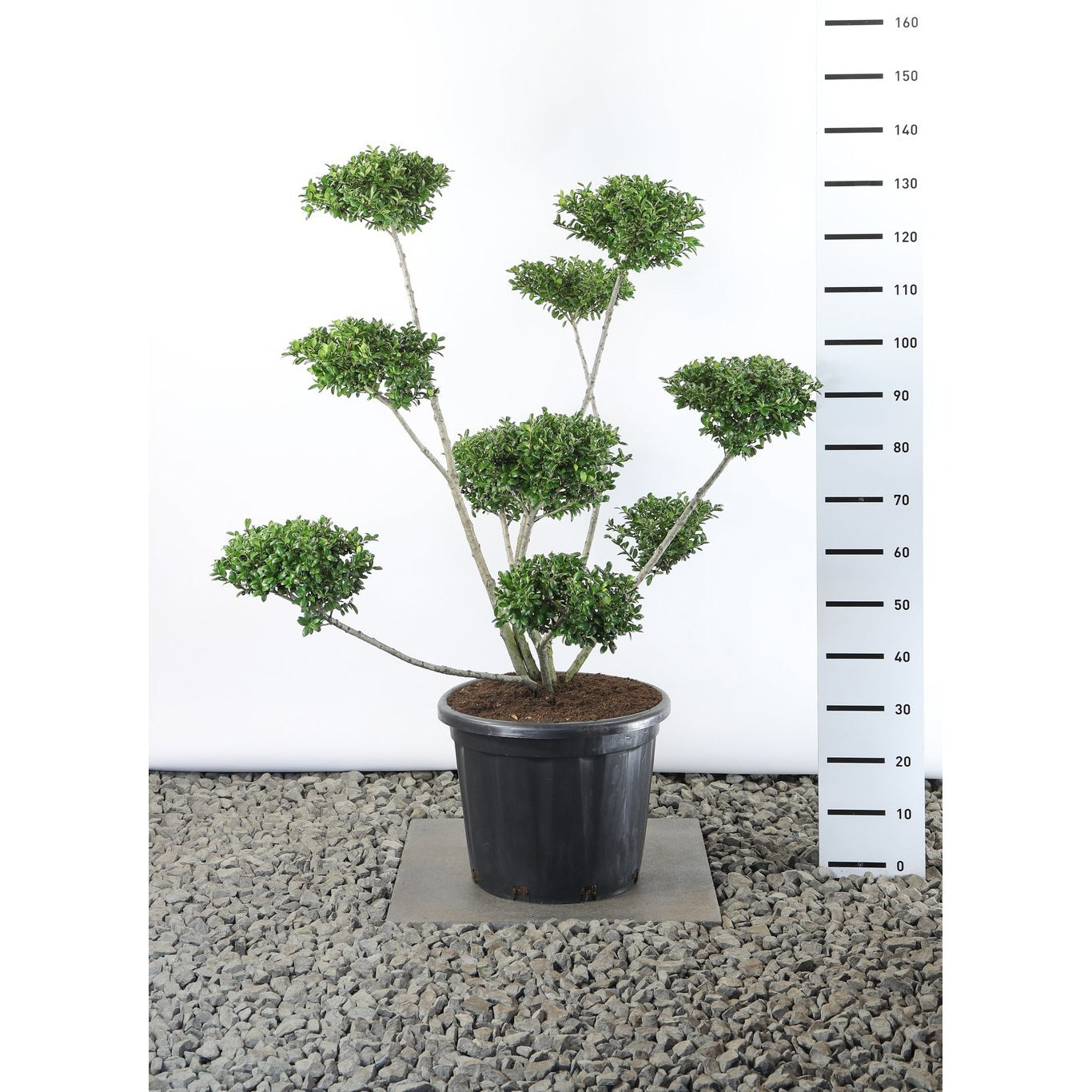 Japansk järnek – Ilex crenata 'Hetzii' - 80-100 CM Multiplateau EXTRA in Cont.