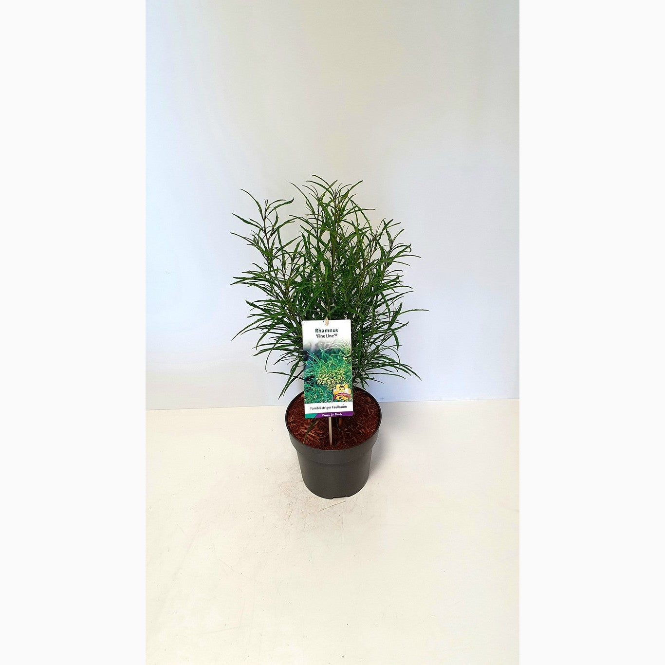 Brakved – Rhamnus frangula 'Asplenifolia' - C5 60-80 CM