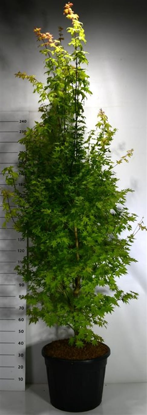 Japansk lönn – Acer palmatum &