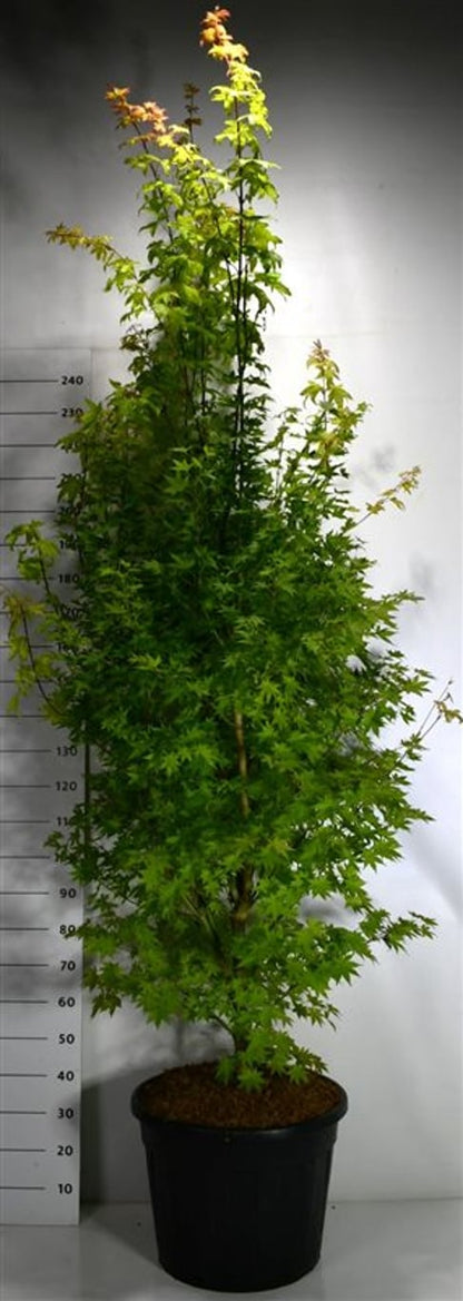 Japansk lönn – Acer palmatum &