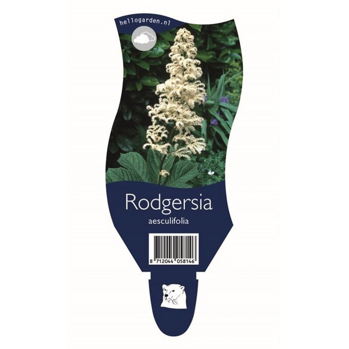 Bronsrodgersia – Rodgersia aesculifolia - P11