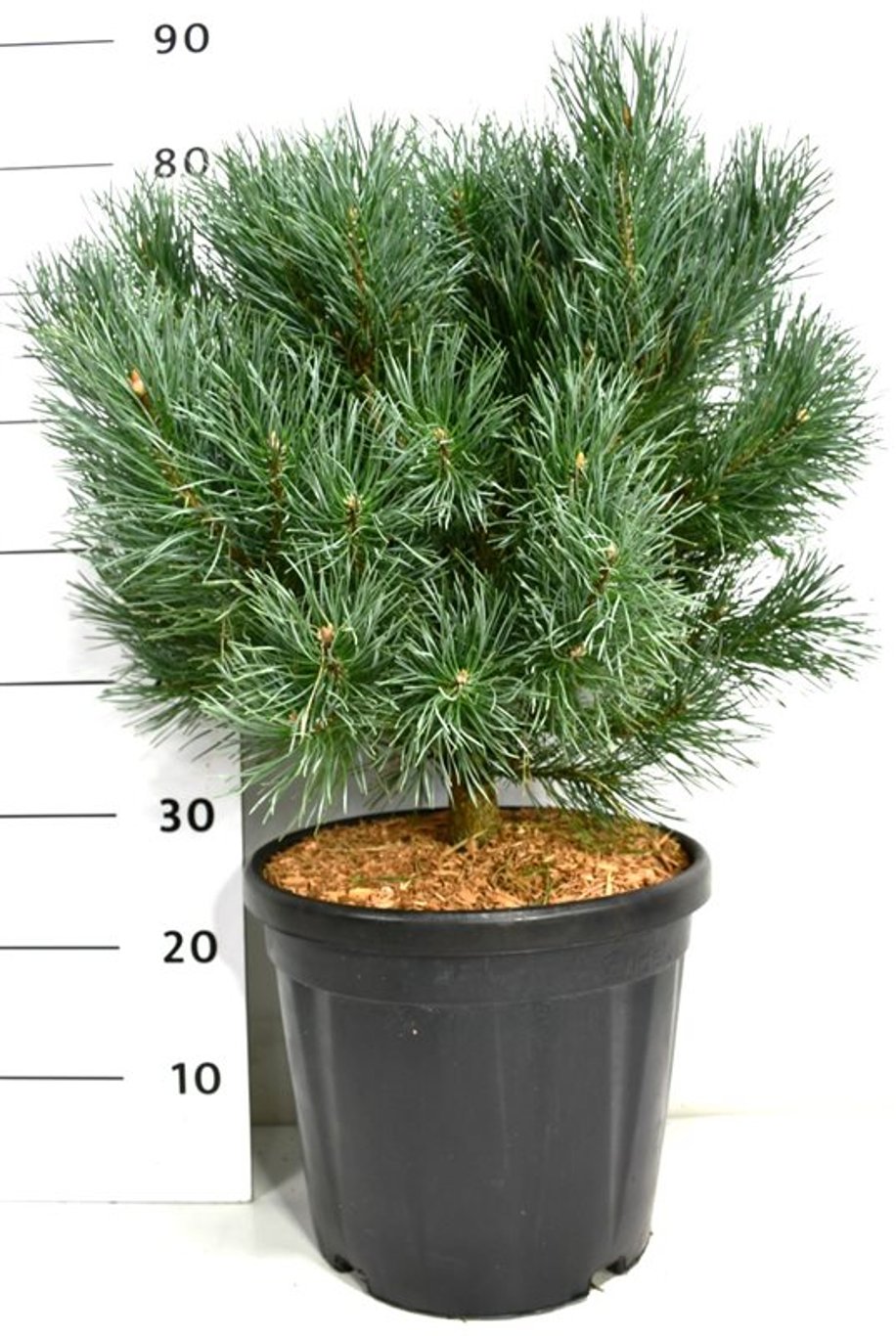 Tall – Pinus sylvestris 'Watereri' - C18 50-60 cm.