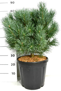 Tall – Pinus sylvestris 'Watereri' - C18 50-60 cm.