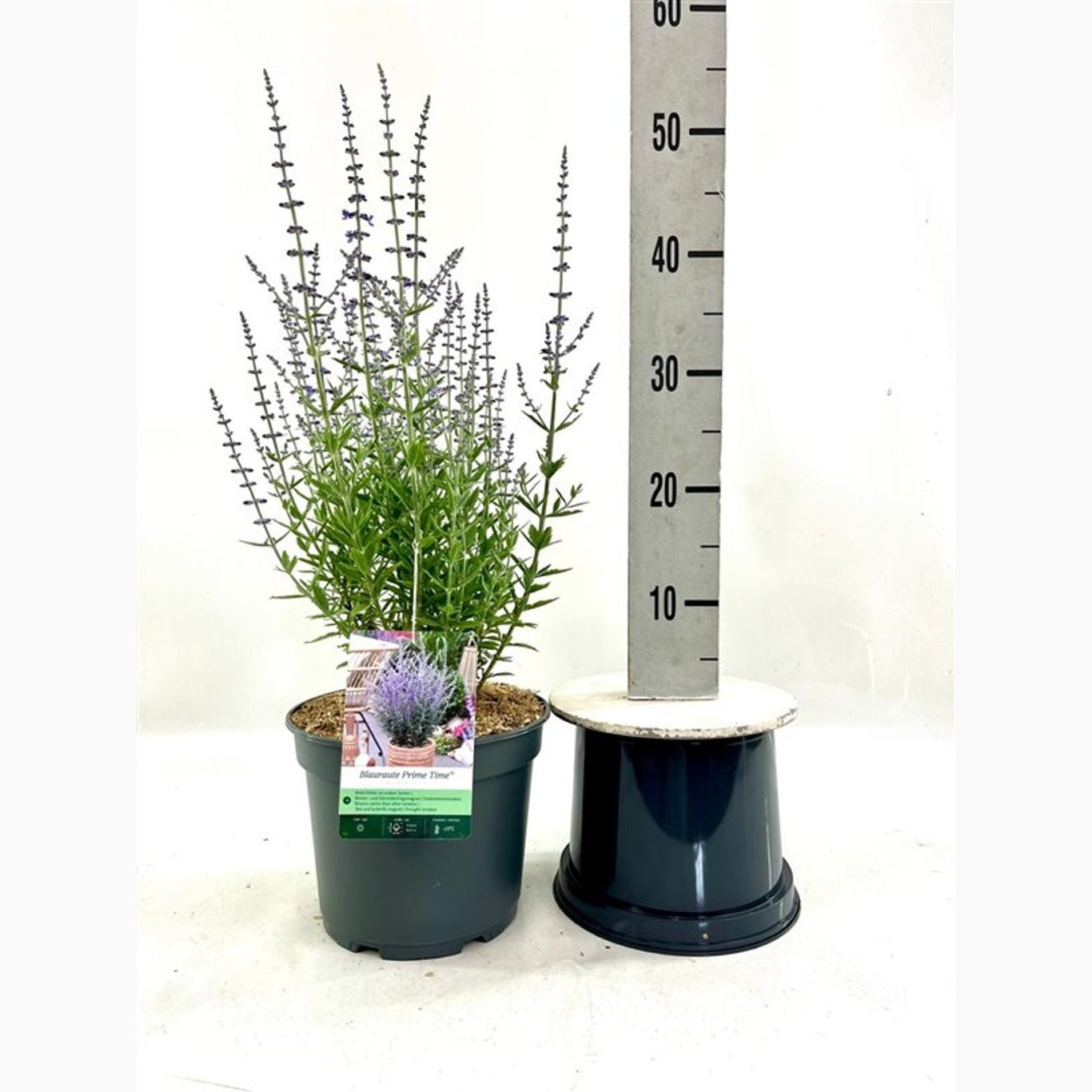 Perovskia – Perovskia atriplicifolia 'Prime Time' - C5