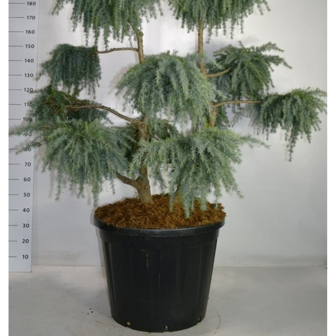 Himalayaceder – Cedrus deodara 'Feelin' Blue' - C130 125-150 cm. Bonsai