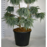 Himalayaceder – Cedrus deodara 'Feelin' Blue' - C130 125-150 cm. Bonsai