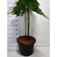 Japansk trädgårds-en – Juniperus procumbens 'Nana' - C25 80 cm. Stam