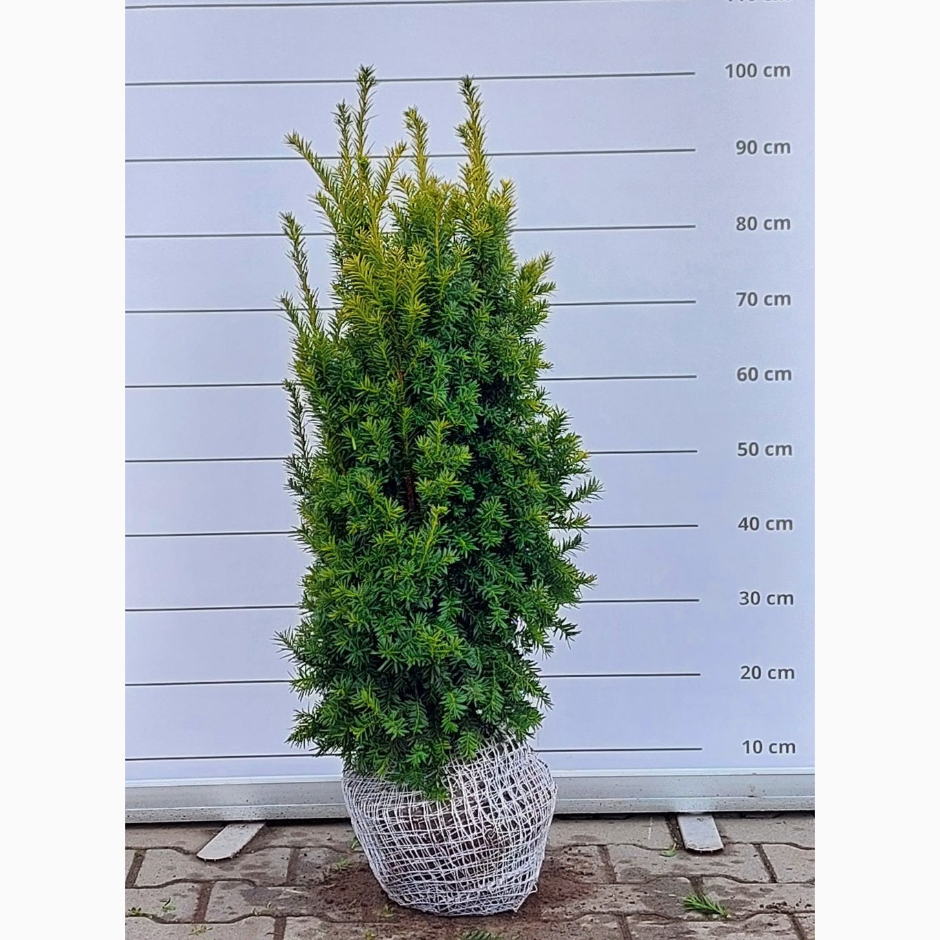 Idegran – Taxus baccata 'Judith' - 70-80 CM RB