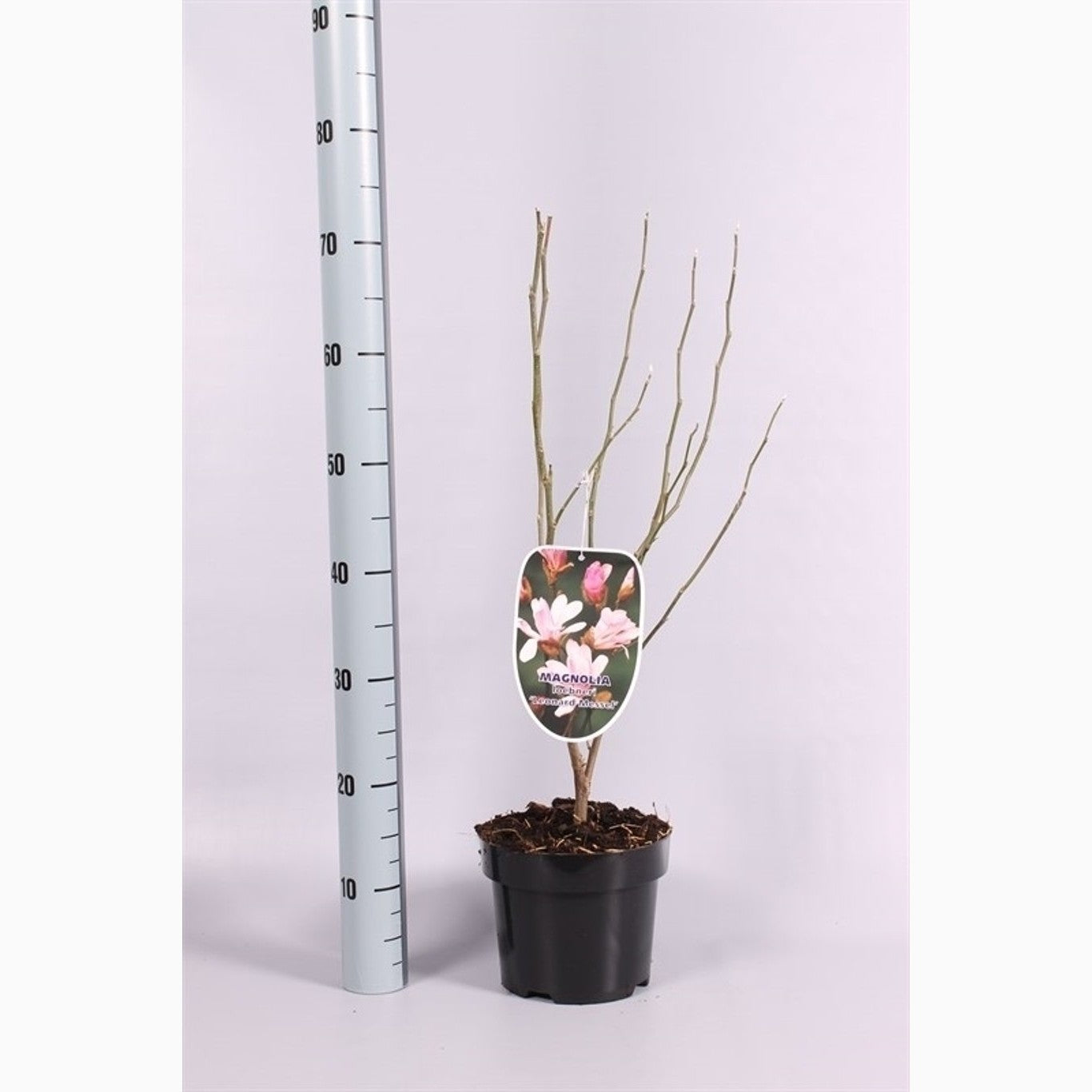 Mangave – Mangave 'Lavender Lady' - C3 50-60 CM