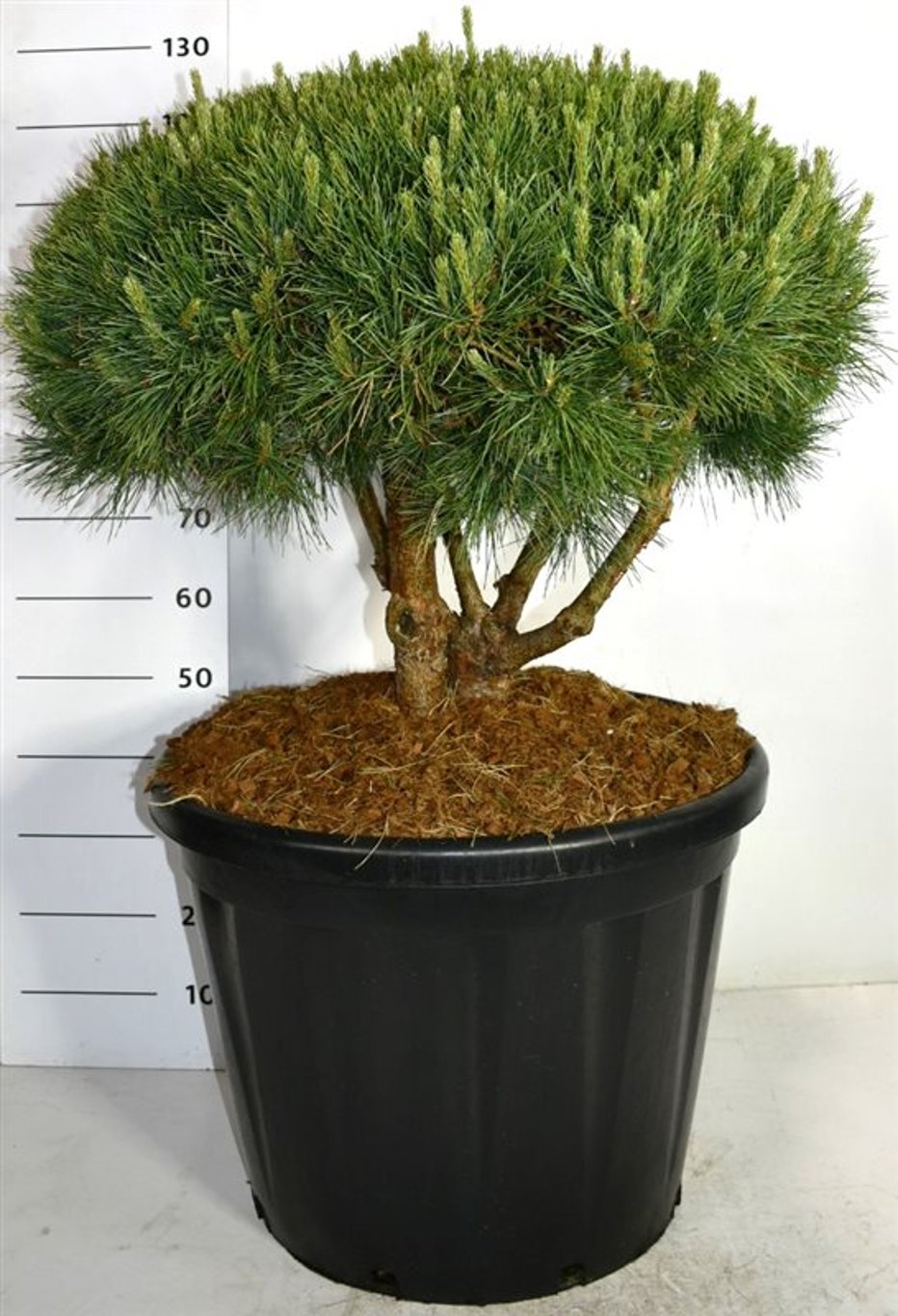 Tall – Pinus sylvestris 'Watereri' - C110 60-80 cm. Parasol