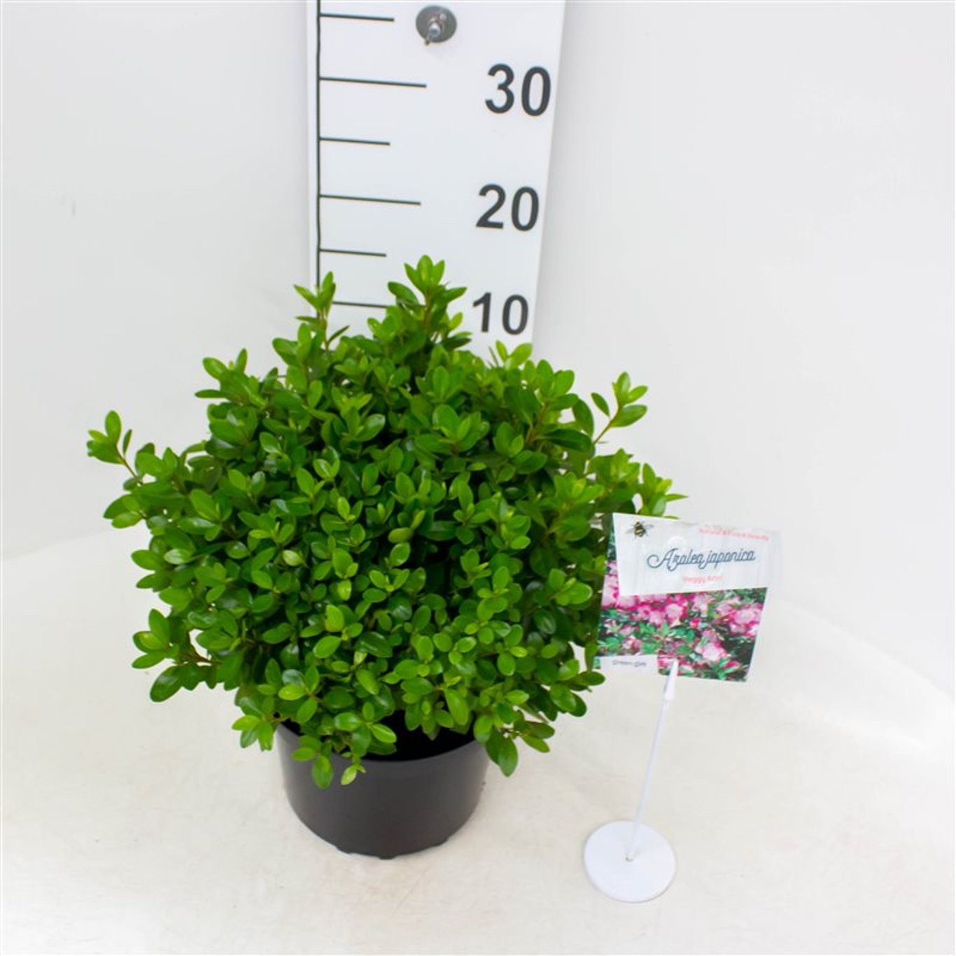 Rhododendron – Rhododendron (AJ); 'Peggy Ann' - C4 25-30 CM