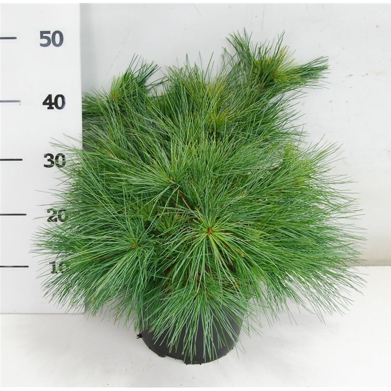 Västra vit­tall – Pinus strobus 'Blue Shag' - C5 30-40 cm.